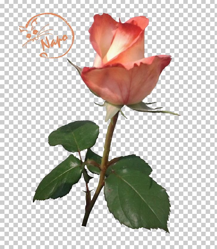 Garden Roses Cabbage Rose China Rose Floribunda PNG, Clipart, Bud, China Rose, Cut Flowers, Floribunda, Flower Free PNG Download