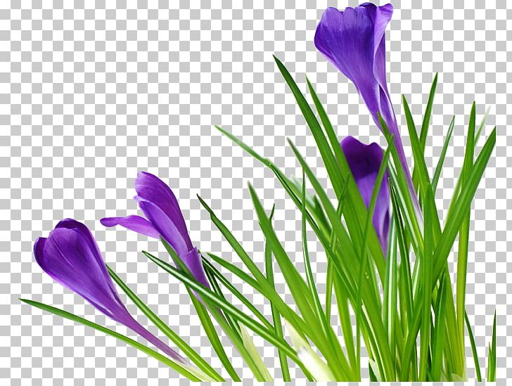 Google Idea Message PNG, Clipart, Crocus, Flower, Flowering Plant, Flowers, Google Free PNG Download