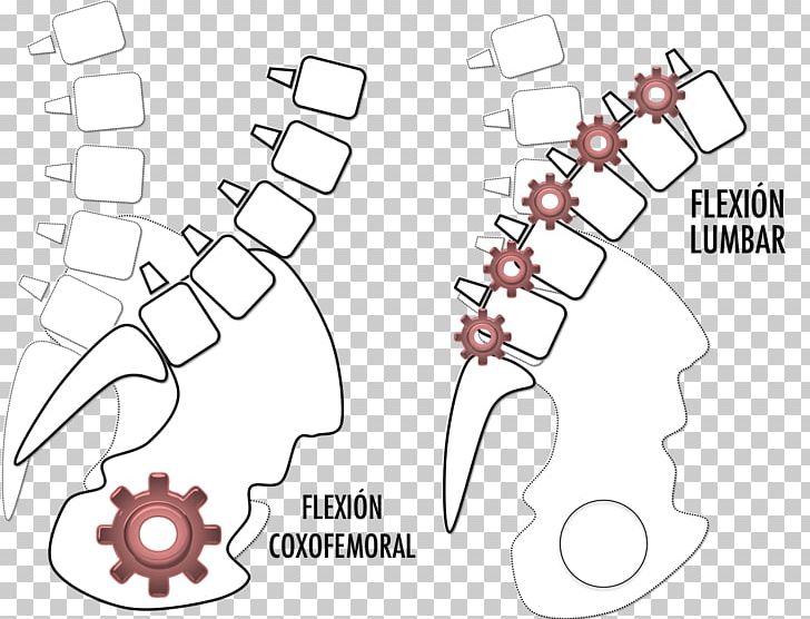 Lumbar Vertebrae Low Back Pain Abdomen PNG, Clipart, Abdomen, Ache, Angle, Area, Art Free PNG Download