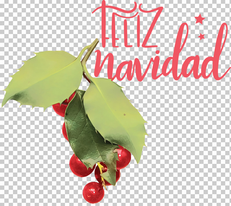 Holly PNG, Clipart, Aquifoliales, Barry M, Biology, Feliz Navidad, Holly Free PNG Download