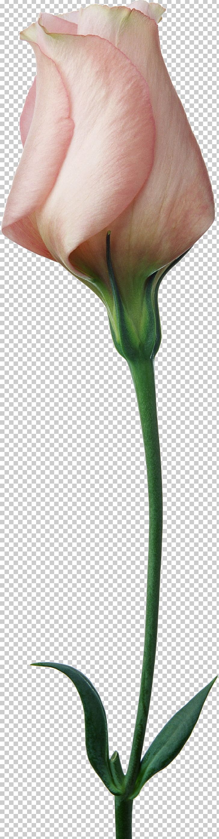 Flower Bud Rose PNG, Clipart, Alismatales, Arum, Bud, Color, Cut Flowers Free PNG Download