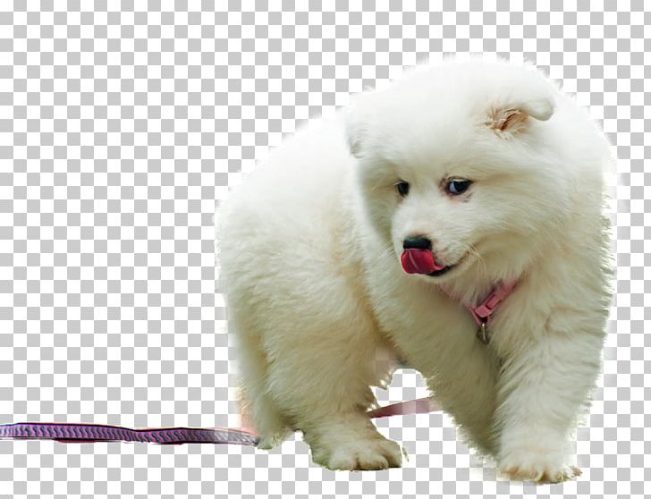 Samoyed Dog Japanese Spitz Siberian Husky Puppy The Samoyed PNG, Clipart, Animals, Breed, Carnivoran, Companion Dog, Dog Breed Free PNG Download