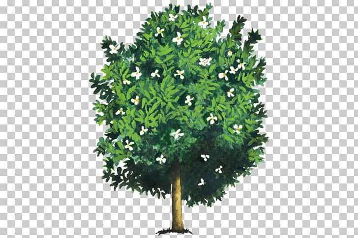 Southern Magnolia Magnolia Dealbata Tree Evergreen Woody Plant PNG, Clipart, Branch, Crown, Donation, Evergreen, Grass Free PNG Download