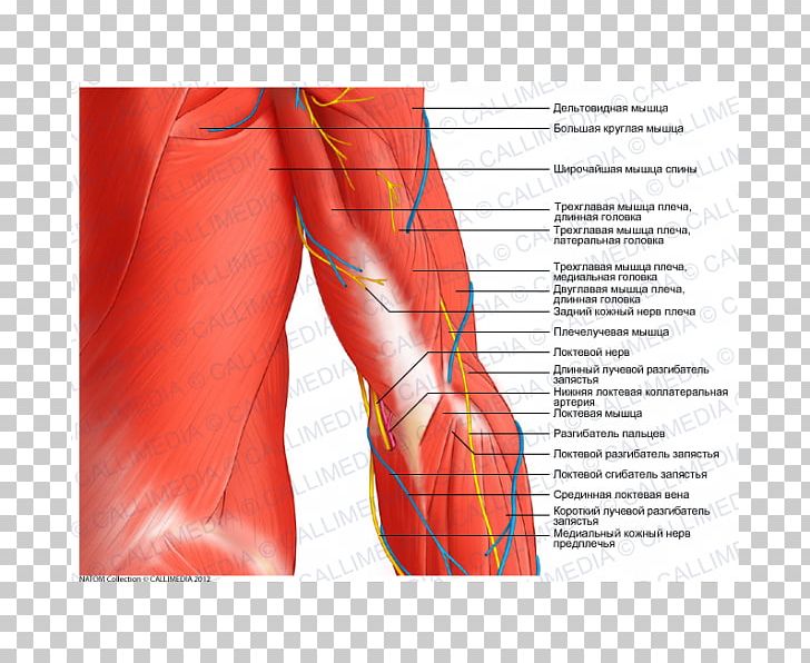 Arm Anatomy Muscle Elbow Shoulder PNG, Clipart, Abdomen, Anatomy, Arm, Coronal Plane, Elbow Free PNG Download