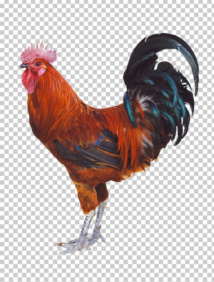 Chicken Duck Rooster Poultry PNG, Clipart, Animals, Barbecue Chicken, Beak, Bird, Chicken Burger Free PNG Download
