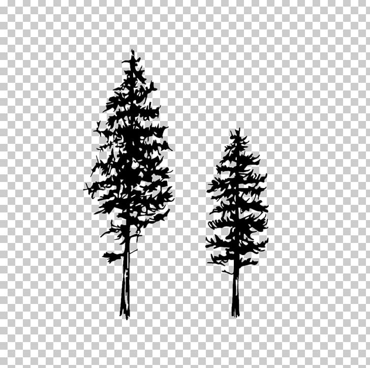 Drawing Fir Conifers Tree Eastern White Pine PNG, Clipart, Black And White, Branch, Chilgoza Pine, Christmas, Christmas Decoration Free PNG Download