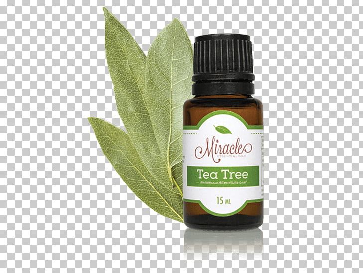 Eucalyptus Oil Essential Oil Tea Tree Oil PNG, Clipart, Essential Oil, Eucalyptus Oil, Extract, Food Drinks, Frankincense Free PNG Download