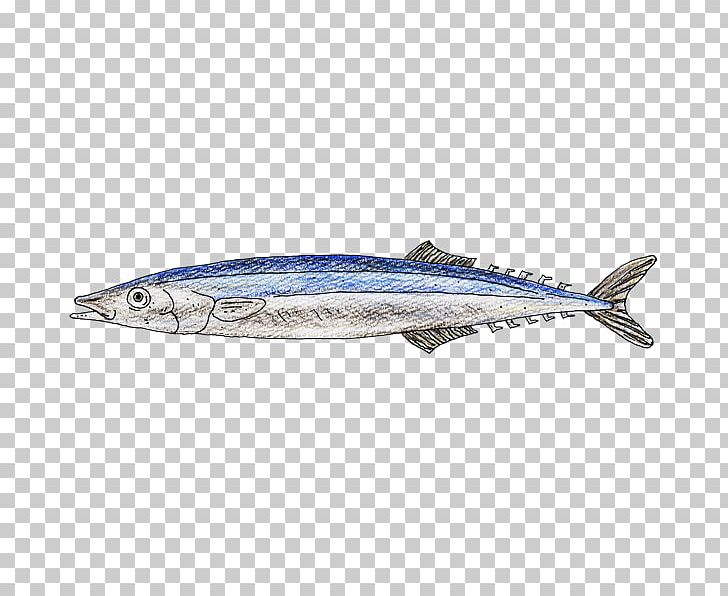 Sardine Pacific Saury Mackerel Oily Fish Sauries PNG, Clipart, Anchovy, Bonito, Bony Fish, Fin, Fish Free PNG Download