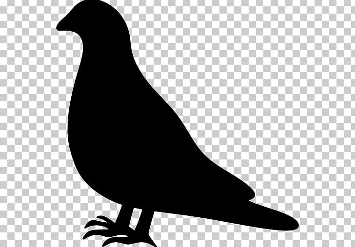 Labrador Retriever Columbidae Bird Rock Dove PNG, Clipart, Animal, Animals, Beak, Bird, Black And White Free PNG Download