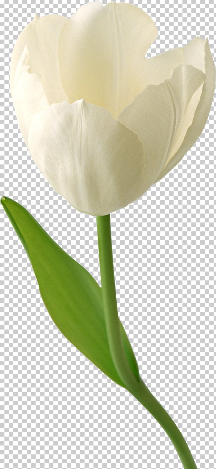 Tulip Desktop Flower High-definition Television PNG, Clipart, Arum, Bud, Calas, Color, Cut Flowers Free PNG Download