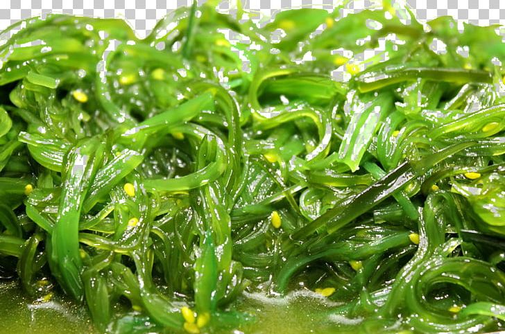 Vegetarian Cuisine Spirulina Algae Vegetarianism Seaweed PNG, Clipart, Food, Free Logo Design Template, Free Stock Png, Grass, Leaf Vegetable Free PNG Download