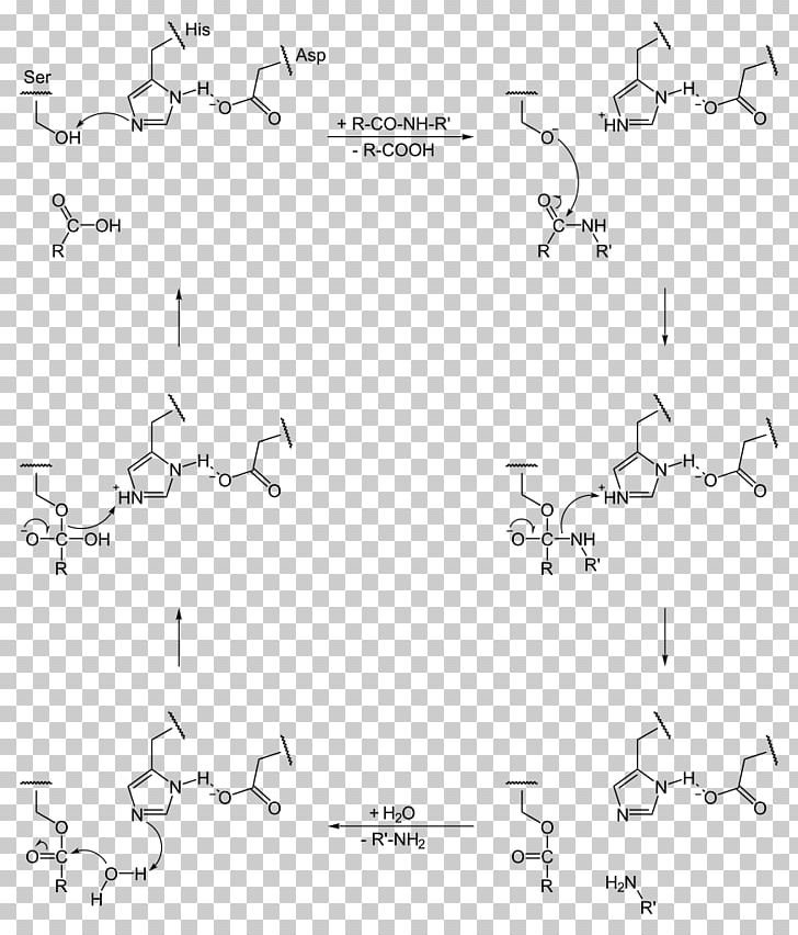 Catalytic Triad Serine Protease Catalysis Active Site PNG, Clipart, Active Site, Amino Acid, Angle, Area, Aspartic Acid Free PNG Download