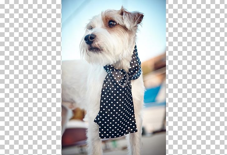 Miniature Schnauzer Schnoodle Puppy Dog Breed Companion Dog PNG, Clipart, Ascot Tie, Breed, Clothing, Companion Dog, Dog Free PNG Download