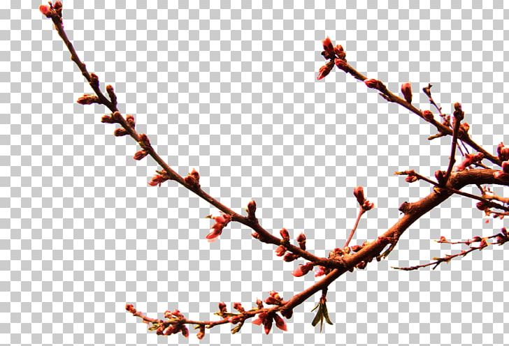 Twig Peach PNG, Clipart, Blossom, Blossoms, Bone, Bones, Branch Free PNG Download