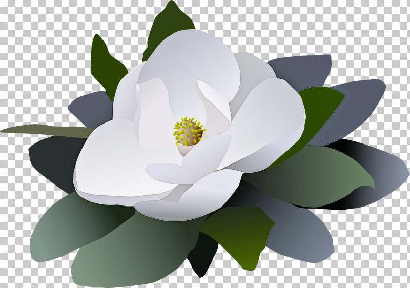Lotus PNG, Clipart, Aquatic Plant, Flower, Houseplant, Leaf, Lotus Free PNG Download