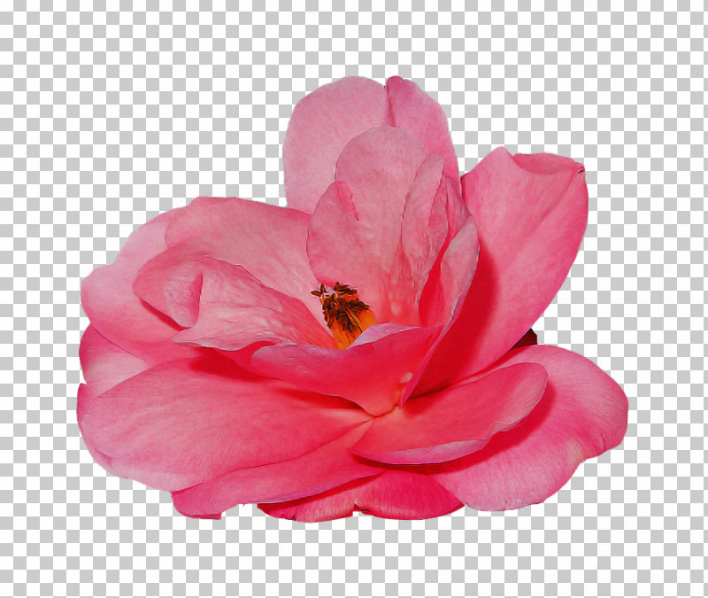 Garden Roses PNG, Clipart, Chinese Peony, Floribunda, Flower, Garden Roses, Japanese Camellia Free PNG Download