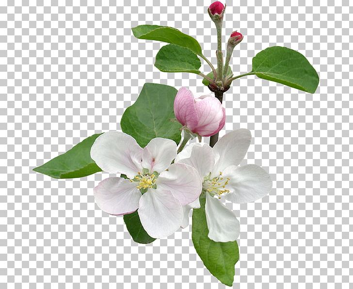 Apples Flower Stock Photography Tree Blossom PNG, Clipart, Apples, Blossom, Branch, Cut Flowers, Flower Free PNG Download