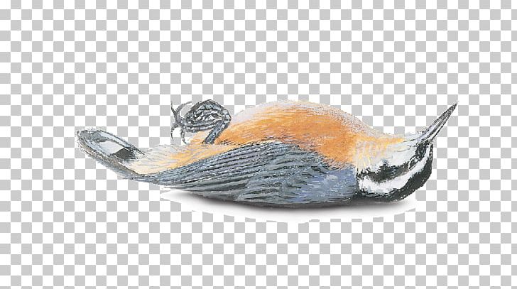 Beak Fish PNG, Clipart, Beak, Bird, Fauna, Fish, Muhlenberg College Free PNG Download