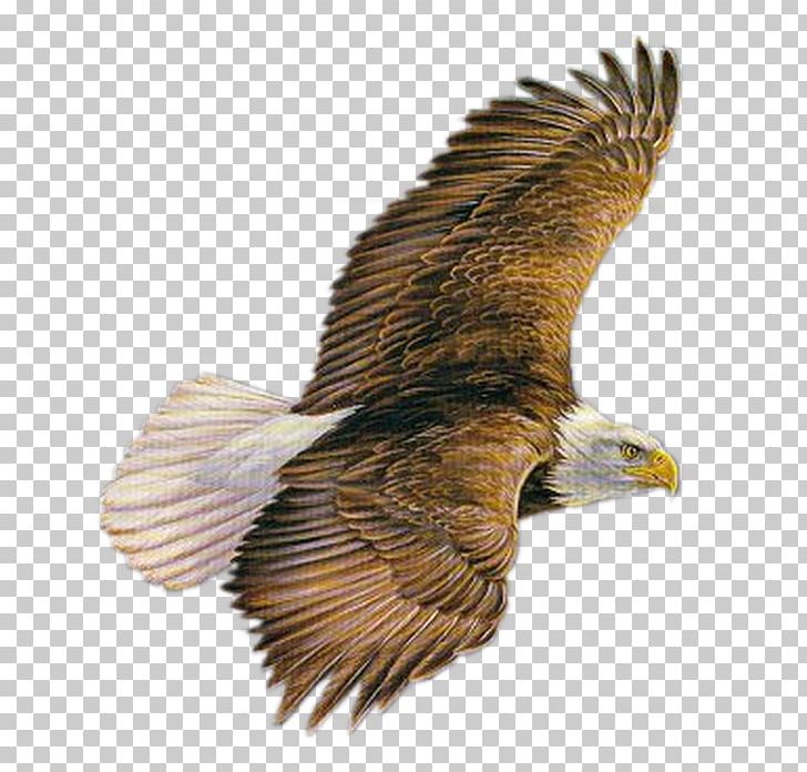Bird Of Prey PNG, Clipart, Accipitriformes, Animal, Animals, Bald Eagle, Beak Free PNG Download