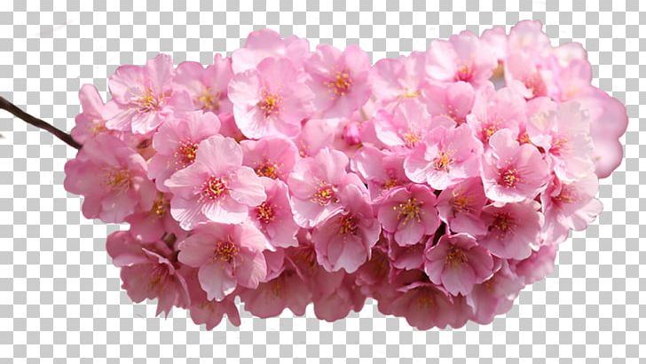 Pink Flowers Desktop Rose Petal PNG, Clipart, Blossom, Cherry Blossom, Cut Flowers, Dahlia, Desktop Wallpaper Free PNG Download