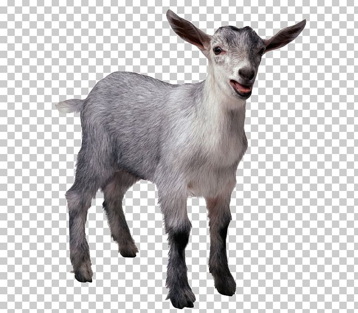 Pygmy Goat Sheep Cattle Pig Livestock PNG, Clipart, Agriculture, Animal, Animals, Animaux, Cattle Free PNG Download