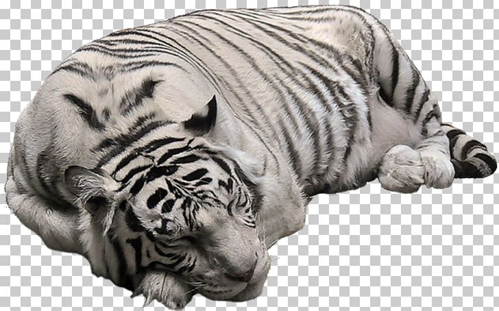 Bengal Tiger Polar Bear White Tiger PNG, Clipart, Animal, Animals, Bengal Tiger, Big Cats, Black Tiger Free PNG Download