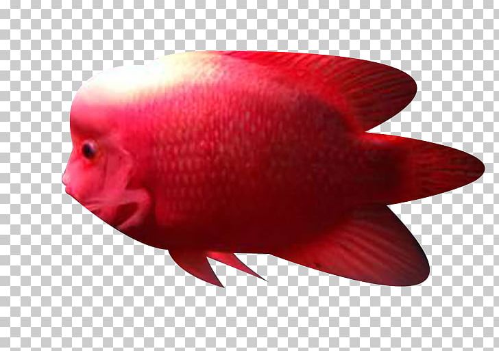 Close-up Fish PNG, Clipart, Animals, Biology, Closeup, Fish, Fishing Free PNG Download