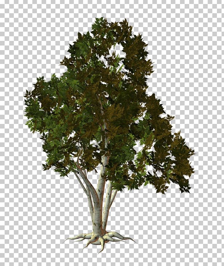 Tree Oak Shrub Plant PNG, Clipart, Birch, Branch, Evergreen, Leaf, Nature Free PNG Download
