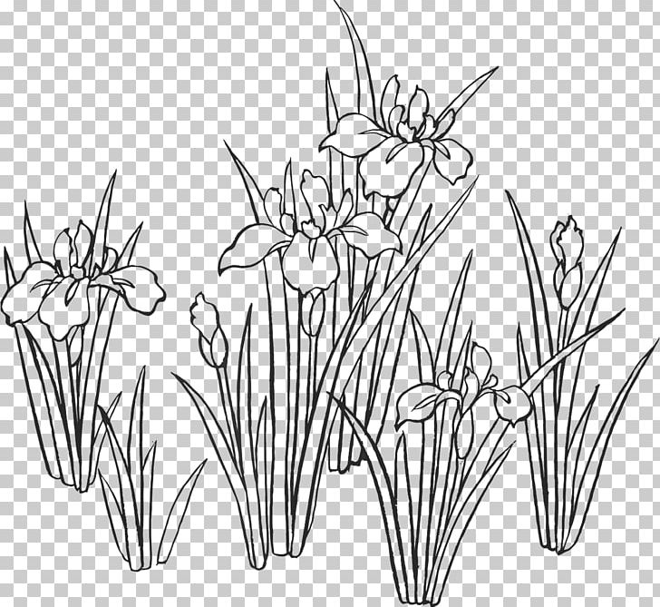 Iris Sanguinea Drawing Sweet Flag Iris Ensata Var. Ensata Painting PNG, Clipart, Angle, Art, Artwork, Black And White, Drawing Free PNG Download
