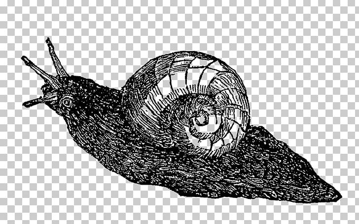 Sea Snail Slug White PNG, Clipart, Animals, Black And White, Invertebrate, Little Snail, Molluscs Free PNG Download