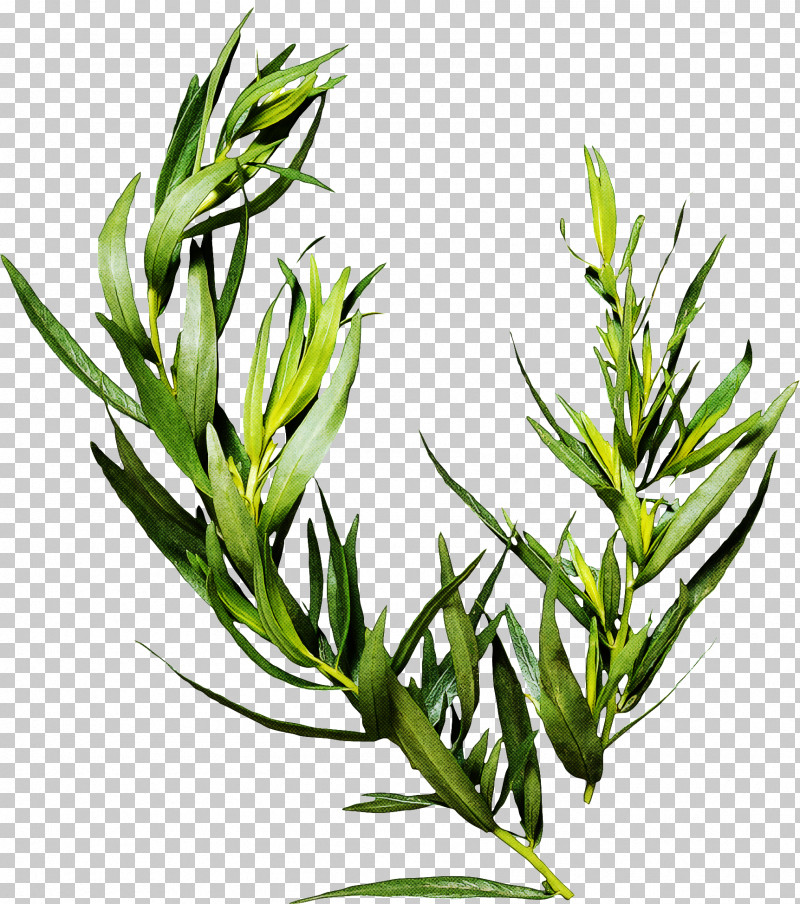 Rosemary PNG, Clipart, Flower, Grass, Grass Family, Herb, Herbaceous Plant Free PNG Download