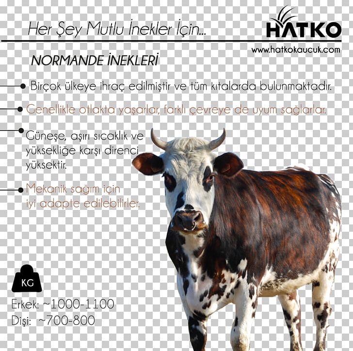 Dairy Cattle Calf Ox PNG, Clipart, Advertising, Animals, Bull, Calf, Cattle Free PNG Download