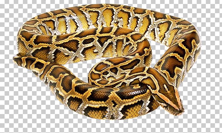 Venomous Snake PNG, Clipart, Animal, Animals, Animation, Boa Constrictor, Boas Free PNG Download