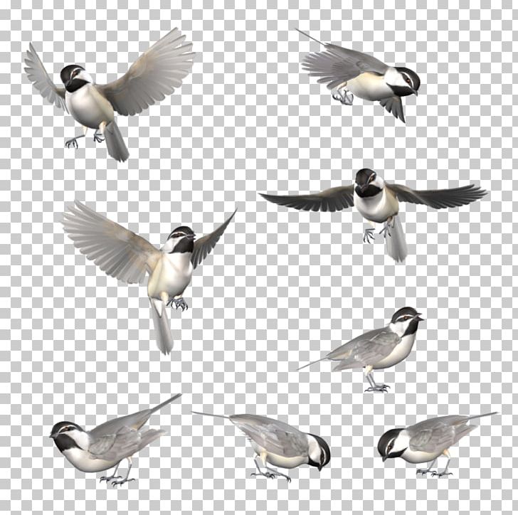 Bird Chickadee Sparrow Drawing Blue Jay PNG, Clipart, Animal, Animals, Beak, Bird, Bird Flight Free PNG Download