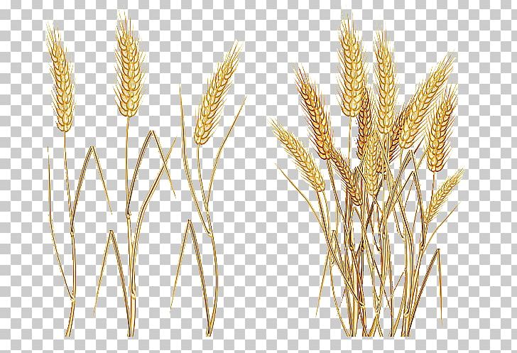 Common Wheat Cereal Ear PNG, Clipart, Agriculture, Avena, Barley, Cartoon Wheat, Cereal Germ Free PNG Download