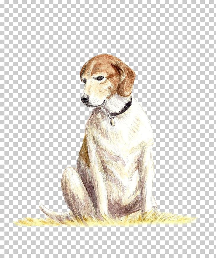 Dog Breed Saluki Companion Dog Crossbreed PNG, Clipart, Beagle, Breed, Carnivoran, Companion Dog, Crossbreed Free PNG Download