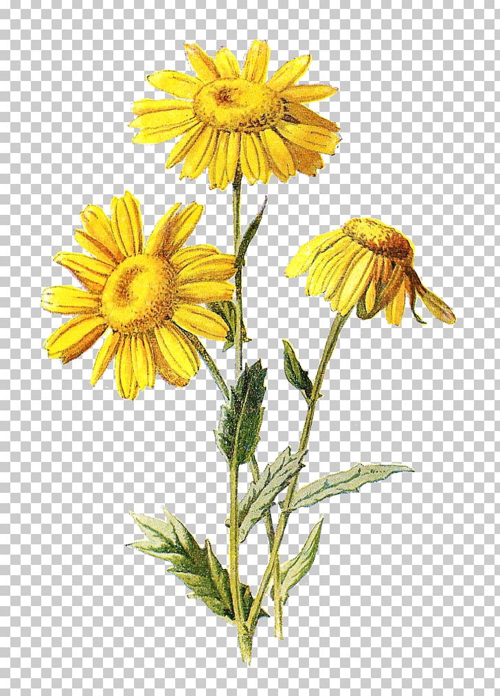 Mexican Marigold Familiar Wild Flowers Wildflower Cornflower PNG, Clipart, Agrostemma Githago, Blue, Botany, Chamaemelum Nobile, Chrysanths Free PNG Download