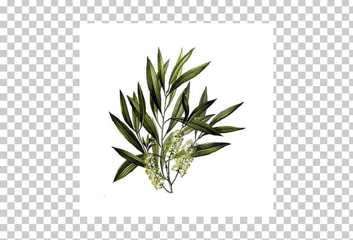Tea Tree Oil Narrow-leaved Paperbark Camellia Sinensis Essential Oil PNG, Clipart, Cajeput Oil, Camellia Sinensis, Camphor, Essential Oil, Extract Free PNG Download