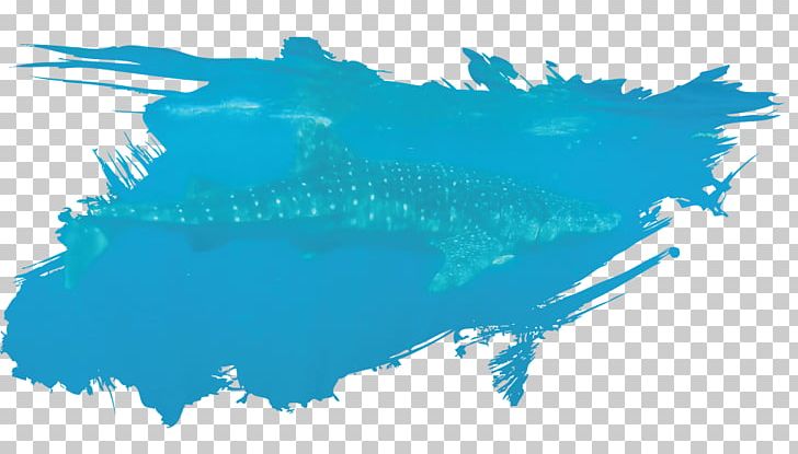 Whale Shark Isla Holbox Fish Shark Sanctuary PNG, Clipart, Animals, Aqua, Blue, Cetacea, Computer Free PNG Download