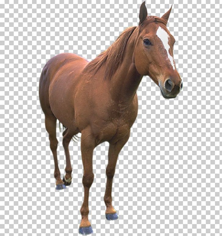 American Paint Horse American Quarter Horse Thoroughbred Mustang PNG, Clipart, American Quarter Horse, Bridle, Collection, Colt, Equestrian Free PNG Download