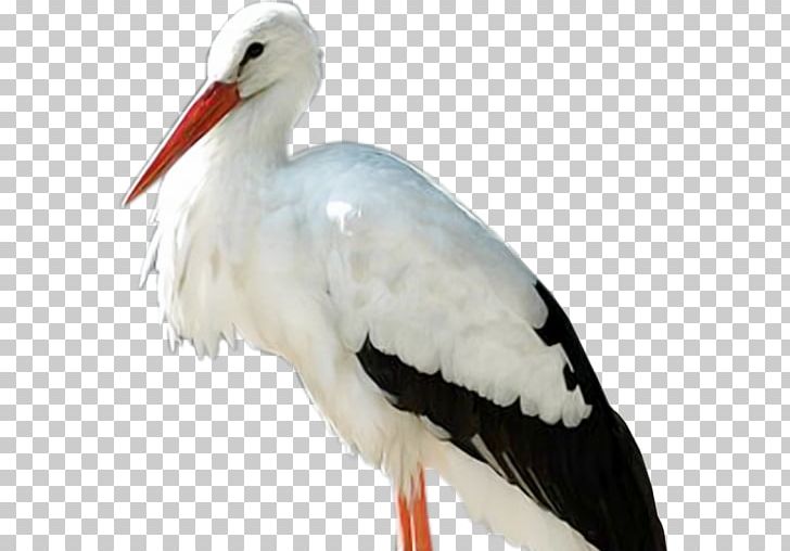 White Stork Bird Portable Network Graphics Psd JPEG PNG, Clipart, Animals, Beak, Bird, Ciconia, Ciconiiformes Free PNG Download