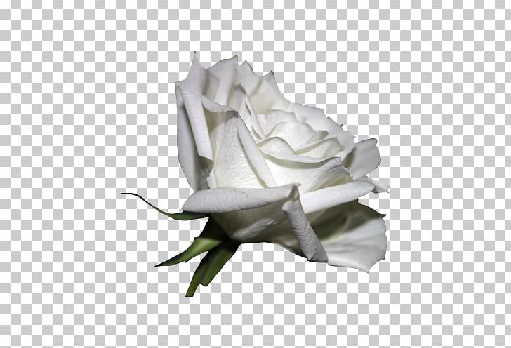 Rosa Chinensis PNG, Clipart, Art, Beauty, Beauty Salon, Black Rose, Black White Free PNG Download