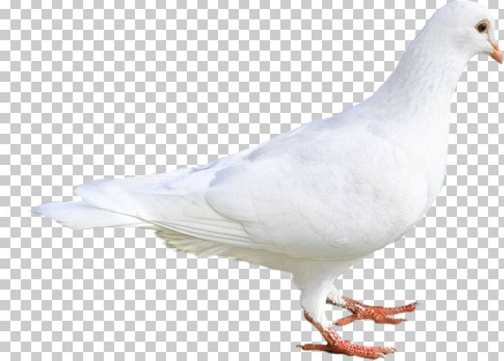 Stock Dove Columbidae Colombes White PNG, Clipart, Beak, Bird, Collecting, Colombe, Colombes Free PNG Download
