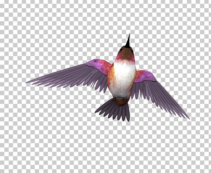 Bird Rock Dove PNG, Clipart, Animals, Beak, Bird, Data Compression, Download Free PNG Download