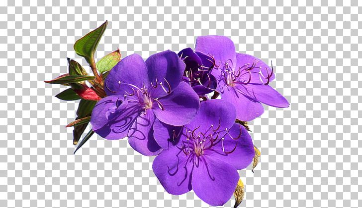 Cut Flowers Stock Photography Violet PNG, Clipart, Alamy, Cari, Cut Flowers, Fassung, Fleur Free PNG Download