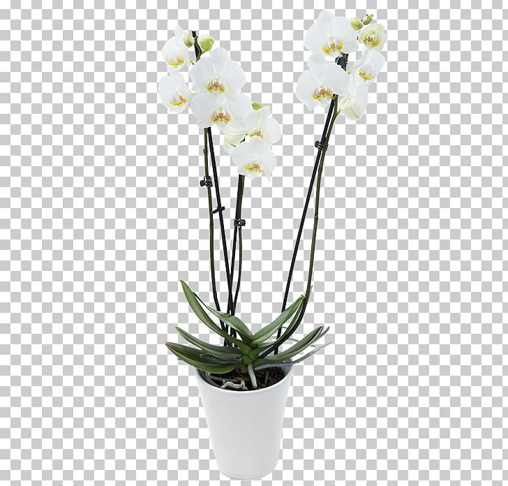 Moth Orchids Dendrobium Flowerpot Cut Flowers PNG, Clipart, Artificial Flower, Cut Flowers, Dendrobium, Flower, Flowering Plant Free PNG Download