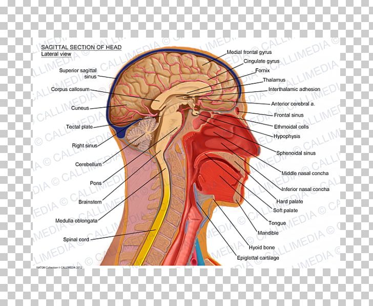 Sagittal Plane Human Head Anatomy Brain PNG, Clipart, Anatomy, Art, Brain, Coronal Plane, Diagram Free PNG Download