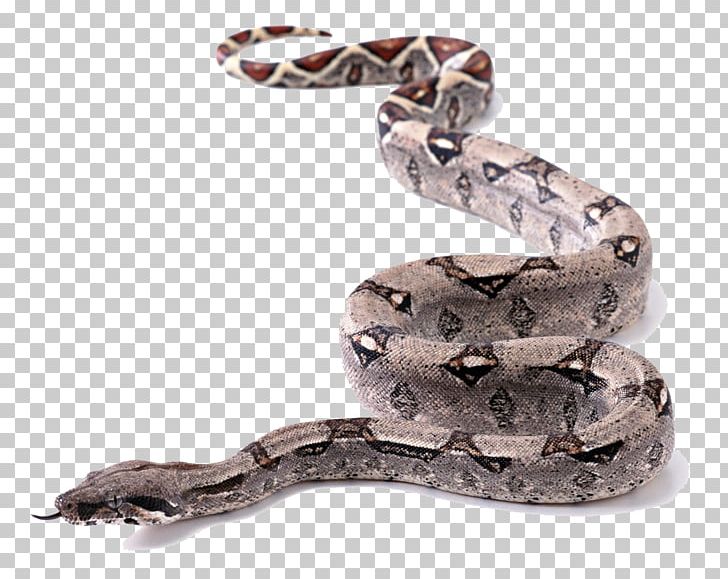 Snake King Cobra Ball Python PNG, Clipart, Animal, Animals, Animal World, Black Rat Snake, Boa Constrictor Free PNG Download