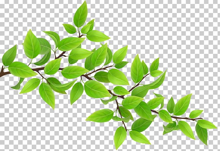 Branch PNG, Clipart, Apng, Art Green, Branch, Clipart, Clip Art Free PNG Download