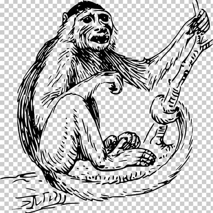 Capuchin Monkey PNG, Clipart, Animals, Arm, Big Cats, Carnivoran, Cartoon Free PNG Download